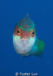 This peacock wrasse was photographed with a 105mm NIKKOR ... by Fuster Luc 